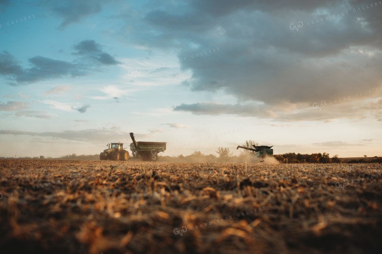 Combine Cutting Soybeans at Sunset 3464