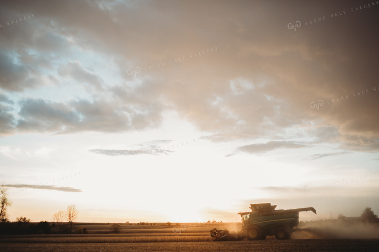 Combine Harvesting Soybeans at Sunset 3472