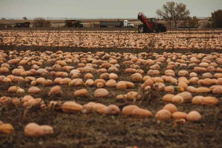 Food Pumpkin Harvest 3550