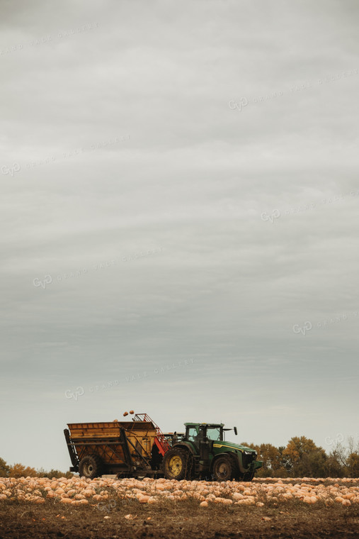 Food Pumpkin Harvest 3555