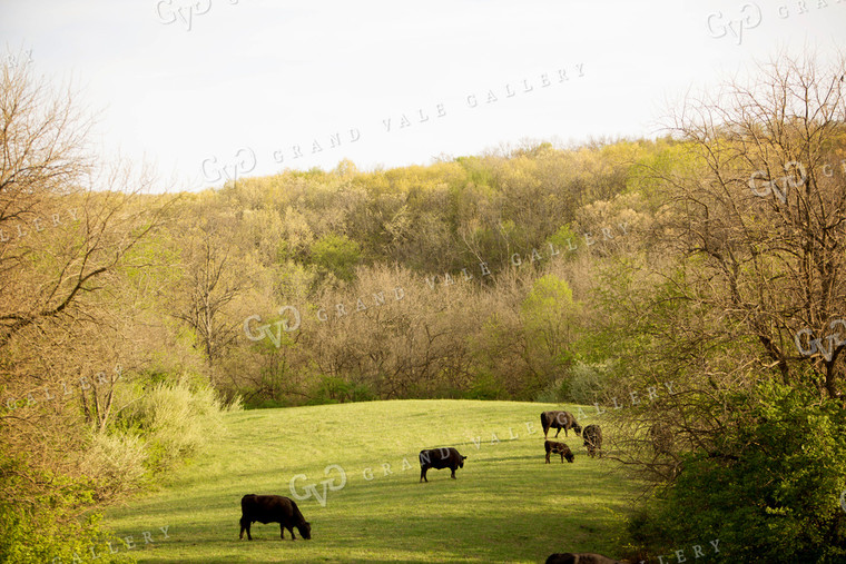 Angus Cow in Pasture 1
