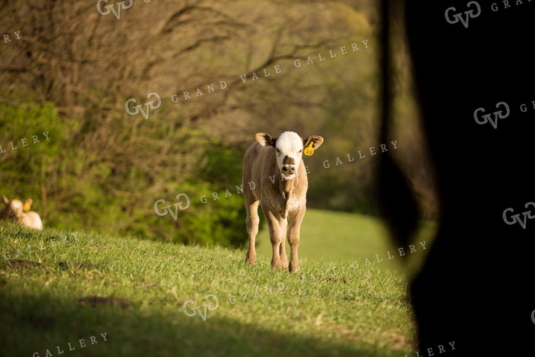 Calf - Charolais and Angus Cross 8