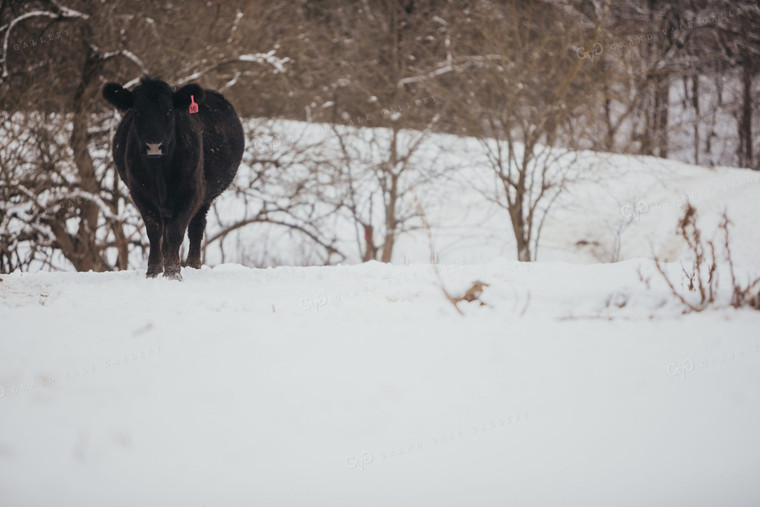 Bred Angus Cow in Snowy Pasture 3757