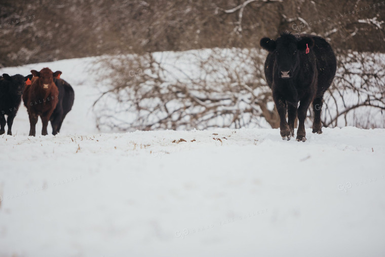 Bred Angus Cow in Snowy Pasture 3758