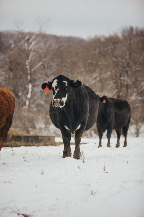 Angus Cattle in Snowy Pasture 3776