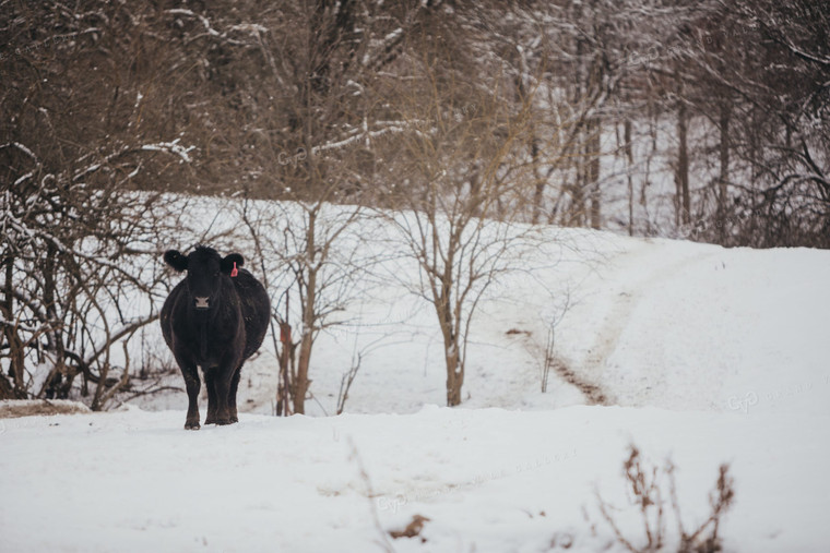 Bred Angus Cow in Snowy Pasture 3786