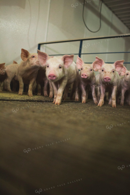 Piglets in Modern Barn with Feeding Mat 3883