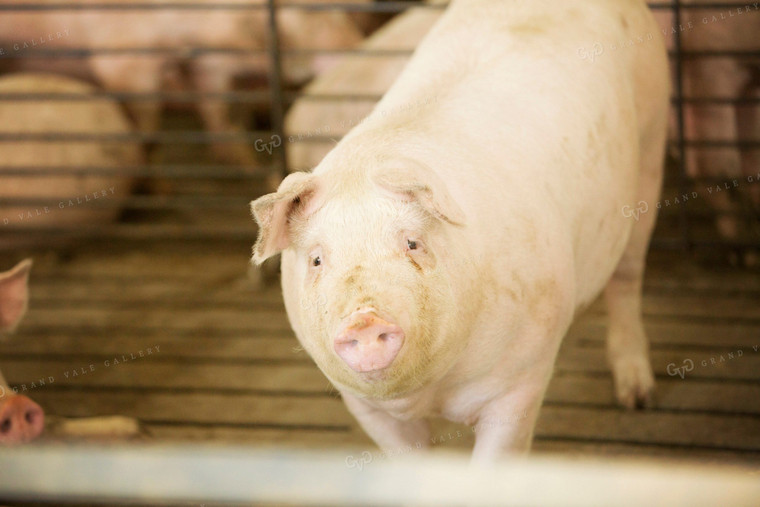 Finishing Pigs in Barn with Slatted Floor 3892