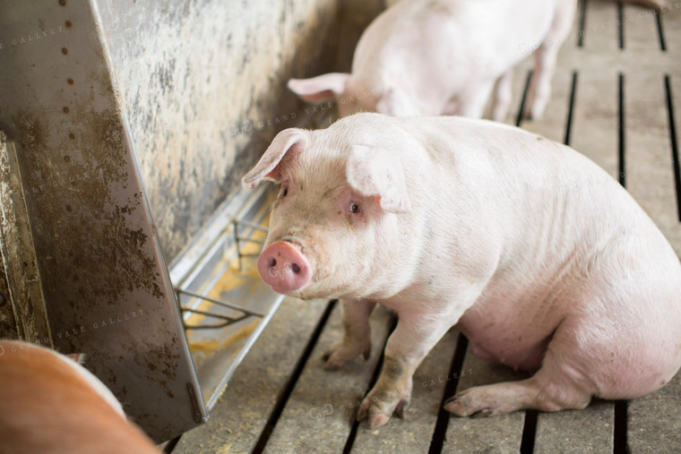 Finishing Pigs in Barn with Slatted Floor 3896