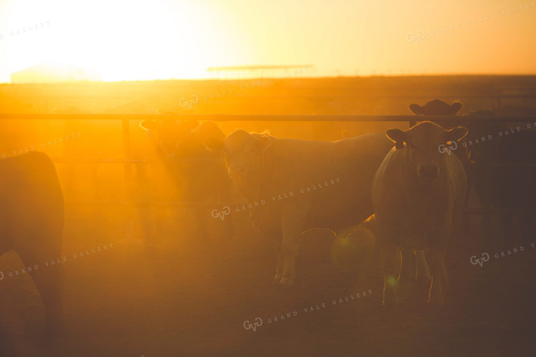 Feedyard Cattle at Sunrise 3805