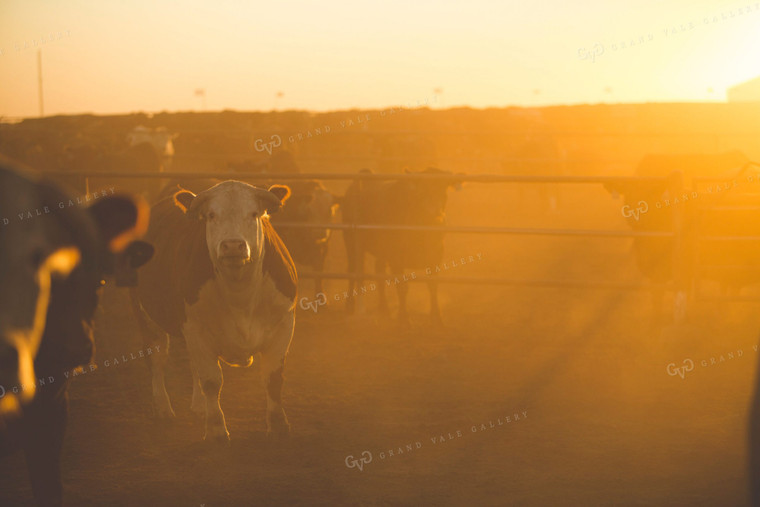 Feedyard Cattle at Sunrise 3807