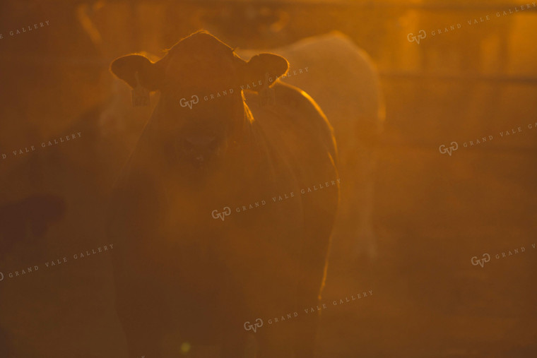 Feedyard Cattle at Sunrise 3809