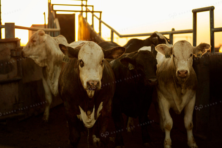 Feedyard Cattle Loading 3820