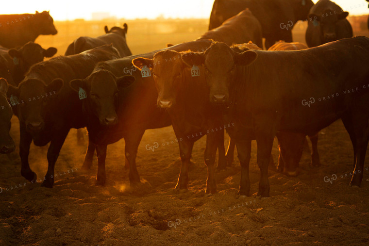 Feedyard Cattle at Sunrise 3824