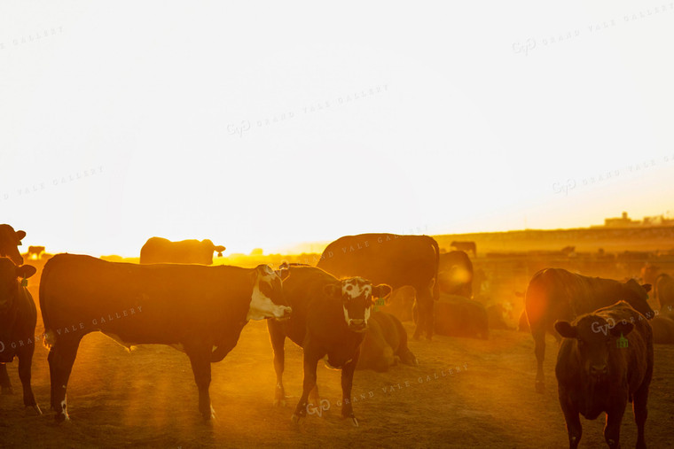 Feedyard Cattle at Sunrise 3828