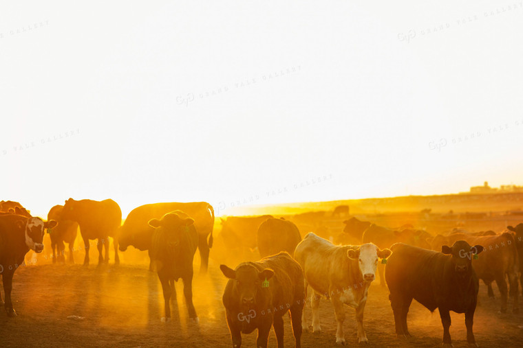 Feedyard Cattle at Sunrise 3829