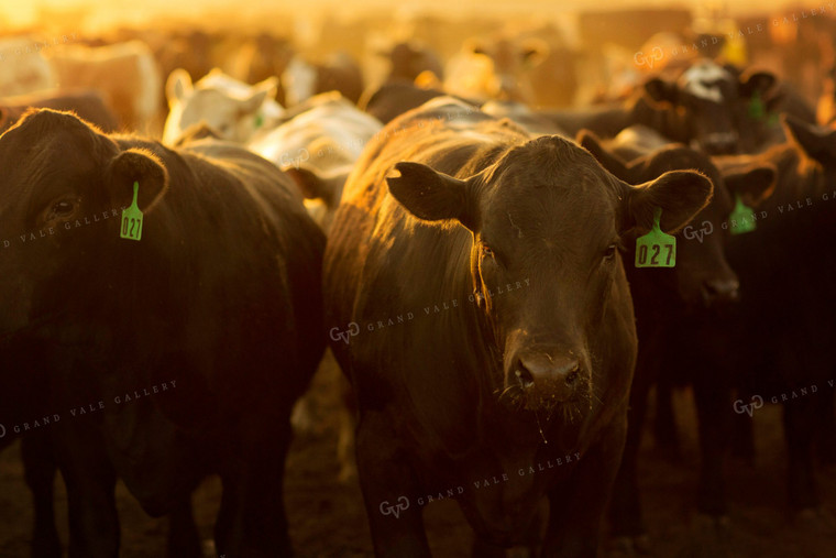 Feedyard Cattle at Sunrise 3831