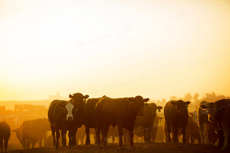 Feedyard Cattle at Sunrise 3832