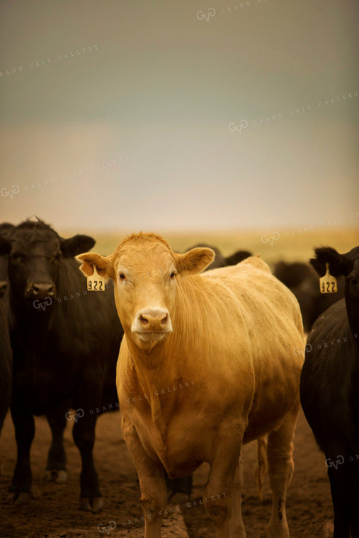 Feedyard Cattle 3847