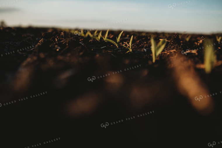 Stage V1 Corn in Dark, Wet Soil 4043