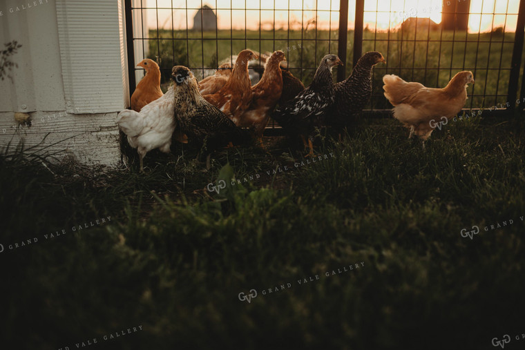 Adolescent Chickens 4300