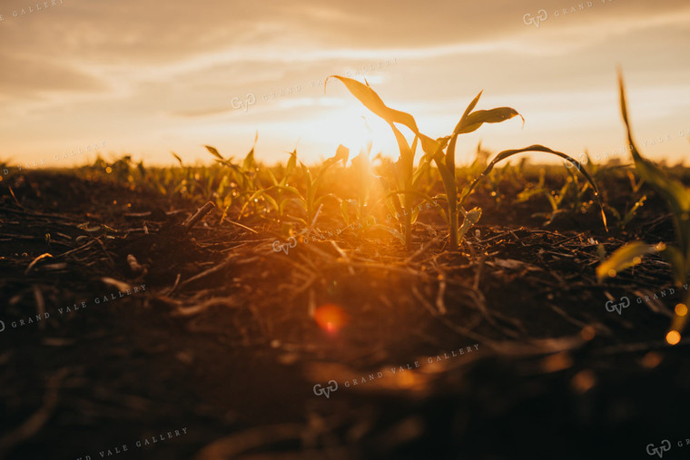 Early Stage Corn after Rain 4308