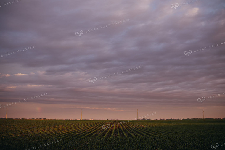 Rows of Early Stage Corn at Sunset 4320