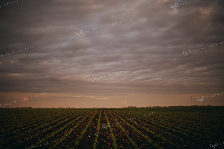 Rows of Early Stage Corn at Sunset 4322