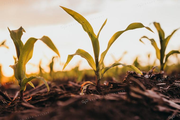 Early Stage Corn at Sunset 4326