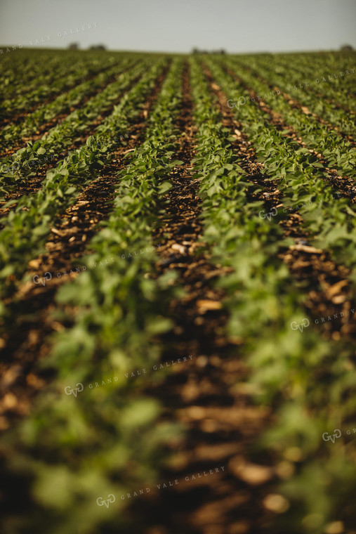Rows of Green Soybeans 4344