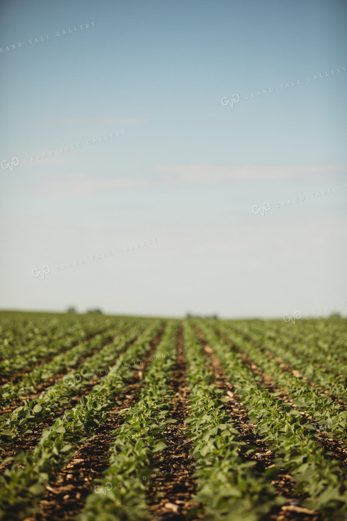 Rows of Green Soybeans 4345