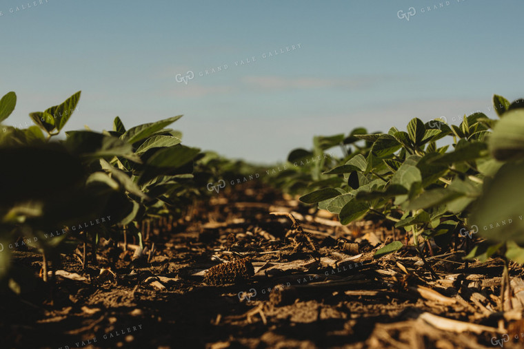 Rows of Green Soybeans 4346