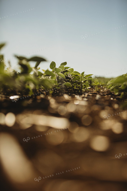 Rows of Green Soybeans 4348