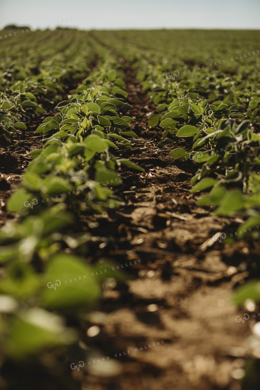 Rows of Green Soybeans 4351