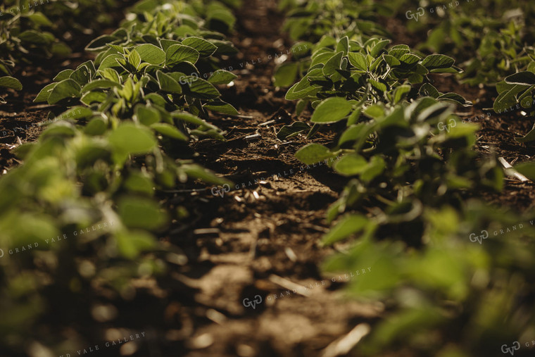 Rows of Green Soybeans 4352