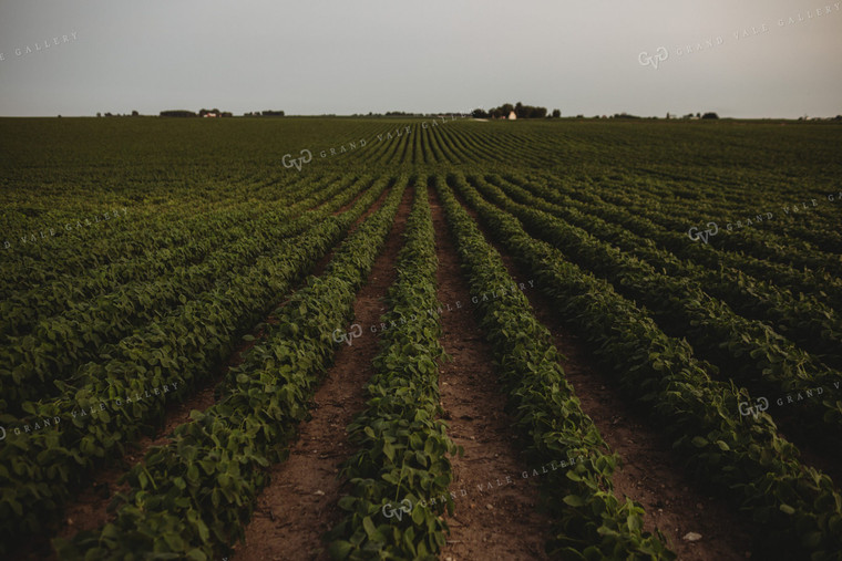 Soybean Field 4618