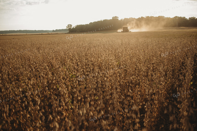 Combine Cutting Soybeans at Sunset 4824