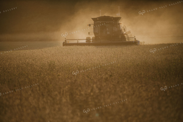 Combine Cutting Soybeans at Sunset 4852