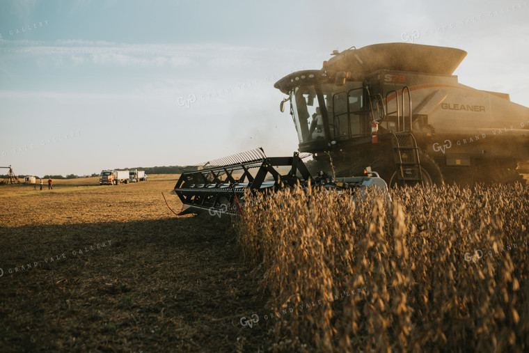 Combine Cutting Soybeans at Sunset 4858