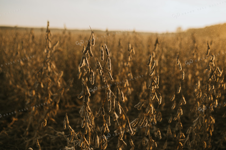 Dried Soybean Plant and Pods with Dust at Sunset 4859