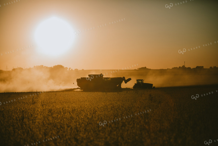 Combine and Tractor Silhouette Cutting Soybeans 4748