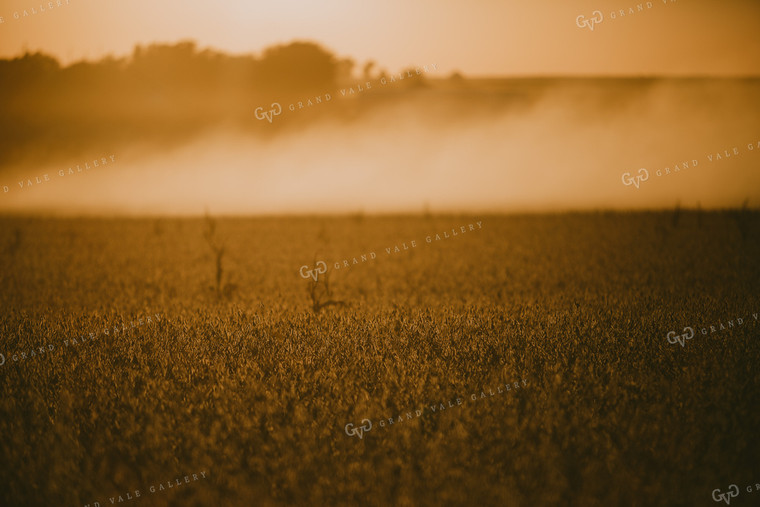Dusty Soybean Field at Sunset 4749