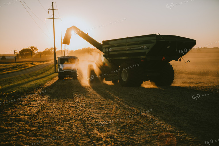 Grain Cart and Truck Silhouette in Soybean Field 4752