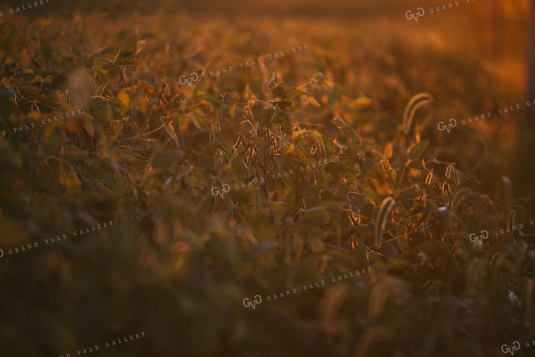 Golden Hour Soybean Plants and Pods 4759