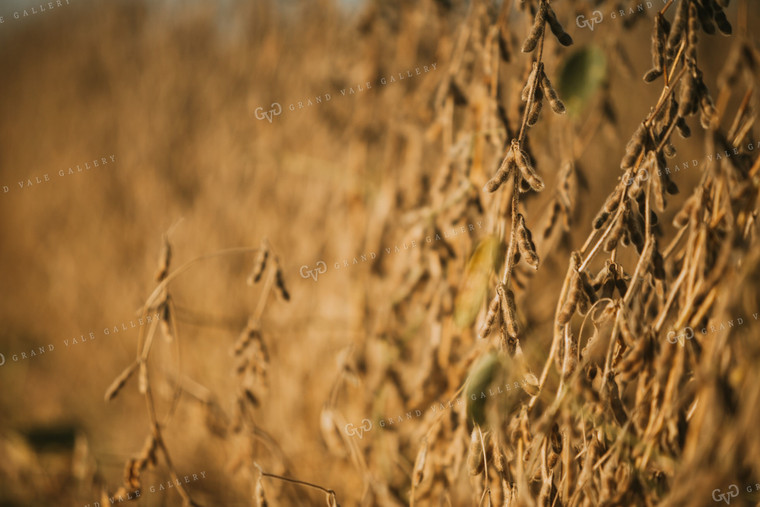 Golden Hour Soybean Plants and Pods 4770