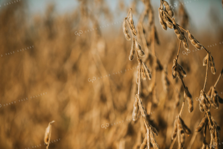 Golden Hour Soybean Plants and Pods 4771