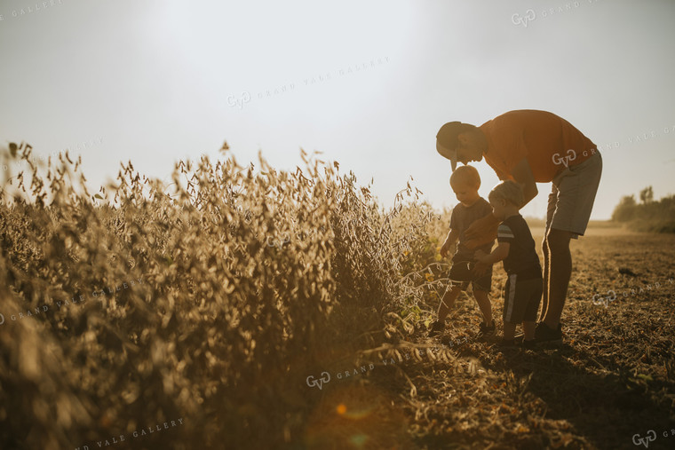Farmer and Son Walking Along Half Harvested Soybean Field 4789