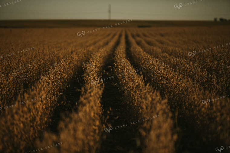 Rows of Dried Soybeans 4798