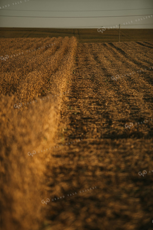 Partially Harvested Soybean Field 4800