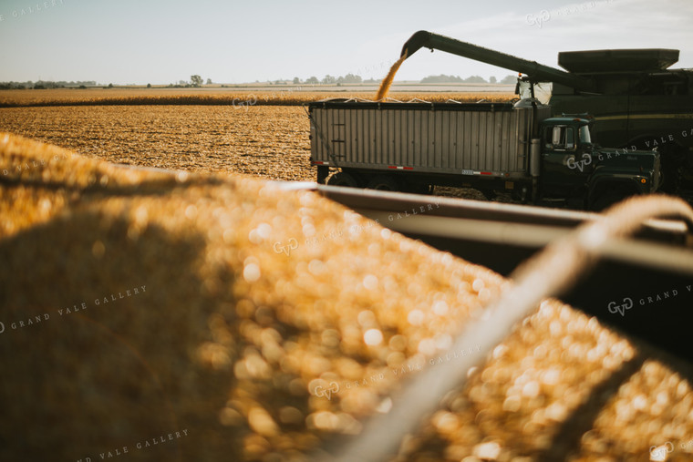 Augering Corn into Truck 4658